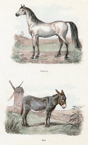 Caballo y burro- " Alfabeto ilustra animales" siglo XIX (grabado) de Edouard Travies