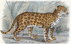 Jaguar- " Alfabeto ilustra animales" siglo XIX (grabado) de Edouard Travies