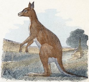 Canguro- " Alfabeto ilustra animales" siglo XIX (grabado) de Edouard Travies