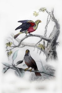 El loro verde. El mascarín de Edouard Travies