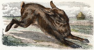 Lievre- " Alfabeto ilustra animales" siglo XIX (grabado)