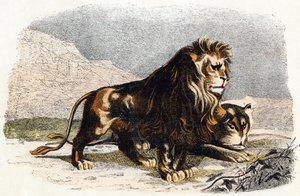 León y leona- " Alfabeto ilustra animales" siglo XIX (grabado) de Edouard Travies