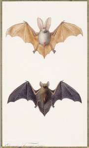 Murciélago de orejas largas y un murciélago común, 1834