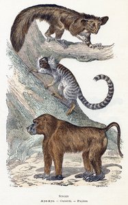 Monos - " Alfabeto ilustra animales" siglo XIX (grabado) de Edouard Travies