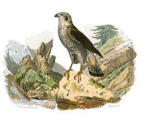 Historia natural: Tabla zoológica que representa aves rapaces nocturnas. El alrededor. Lámina extraída de los nueve volúmenes sobre aves en 