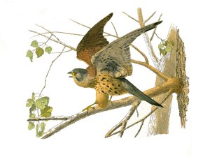 Tabla de Historia Natural: Tabla zoológica que representa aves rapaces nocturnas. El cernícalo. Lámina extraída de los nueve volúmenes sobre aves en “Obras completas de Buffon” escritas por el naturalista Georges Louis Leclerc, Conde de Buffon (1707-1788)  de Edouard Travies