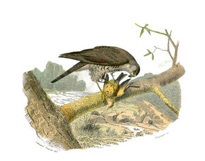 Lámina de historia natural: Lámina zoológica que representa aves rapaces nocturnas. El halcón. Lámina extraída de los nueve volúmenes sobre aves en 