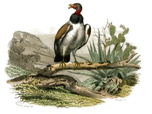 Tabla de Historia Natural: Tabla zoológica que representa aves rapaces nocturnas. El buitre pequeño. Lámina extraída de los nueve volúmenes sobre aves en “Obras completas de Buffon” escritas por el naturalista Georges Louis Leclerc, Conde de Buffon (1707-1 de Edouard Travies