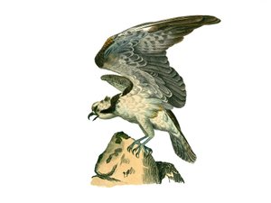 Tablero de Historia Natural: Tablero zoológico que representa aves de presa nocturnas. El águila pescadora. Lámina extraída de los nueve volúmenes sobre aves en "Obras completas de Buffon" escritas por el naturalista Georges Louis Leclerc, Conde de Buffon