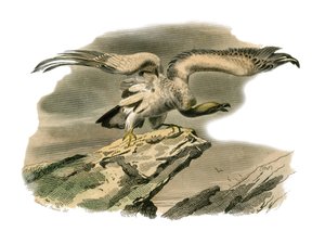 Tabla de Historia Natural: Tabla zoológica que representa aves rapaces nocturnas. El percnoptero. Lámina extraída de los nueve volúmenes sobre aves en “Obras completas de Buffon” escritas por el naturalista Georges Louis Leclerc, Conde de Buffon (1707-1788 de Edouard Travies