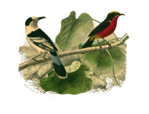 Tabla de historia natural: Tabla zoológica que representa aves de presa nocturnas. El vanga y el gonolek. Placa extraída de los nueve volúmenes sobre aves en 