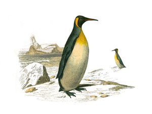 Tablero zoológico que representa aves palmípedas braquípteras (aves buceadoras). El grande. Lámina extraída de los nueve volúmenes sobre aves en 