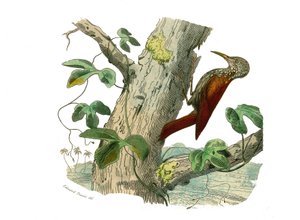 Tabla de Historia Natural: Tabla zoológica que representa trepadores. El Pico Trepador. Placa extraída de los nueve volúmenes sobre aves en “Obras completas de Buffon” escritas por el naturalista Georges Louis Leclerc, Conde de Buffon (1707-1788) entre 174 de Edouard Travies