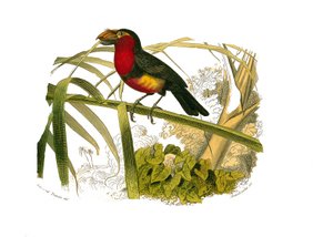Tabla de Historia Natural: Tabla zoológica que representa a los trepadores. El barbican. Placa extraída de los nueve volúmenes sobre aves en 