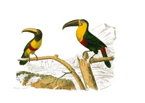 Tabla de Historia Natural: Tabla zoológica que representa trepadores. El aracari grigri y el tucán de garganta amarilla. Placa extraída de los nueve volúmenes sobre aves en “Obras completas de Buffon” escritas por el naturalista Georges Louis Leclerc, Cond de Edouard Travies