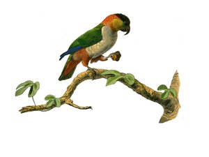 Historia natural: Tabla zoológica que representa trepadores. El maipouri. Lámina extraída de los nueve volúmenes sobre aves en 