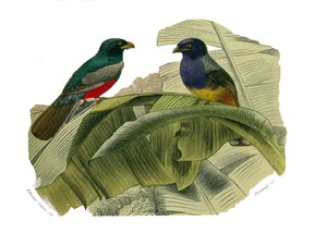 Tabla de Historia Natural: Tabla zoológica que representa trepadores. El vientre rojo y el vientre amarillo. Placa extraída de los nueve volúmenes sobre aves en “Obras completas de Buffon” escritas por el naturalista Georges Louis Leclerc, Conde de Buffon  de Edouard Travies