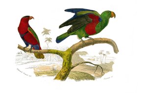 Tabla zoológica que representa trepadores. El lori tricolor y el loro verde. Lámina extraída de los nueve volúmenes sobre aves en 