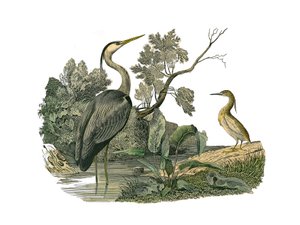 Tablero zoológico que representa aves acuáticas y zancudas cultrirostras (con picos grandes, largos y fuertes): garza y cangrejo. Lámina extraída de los nueve volúmenes sobre aves en 
