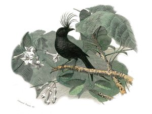 Lámina de historia natural: Lámina zoológica que representa paseriformes dentirrostros (con echancre). El drongo. Lámina extraída de los nueve volúmenes sobre aves en 