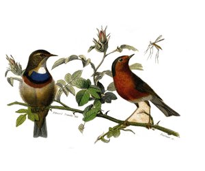 Historia natural: Tabla zoológica que representa paseriformes dentirostros de Edouard Travies