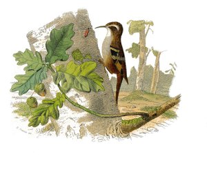 Historia natural: Tabla zoológica que representa paseriformes dentirostros