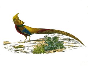 Lámina de historia natural: Lámina zoológica que representa gallináceas: el faisán dorado chino. Lámina extraída de los nueve volúmenes sobre aves en 