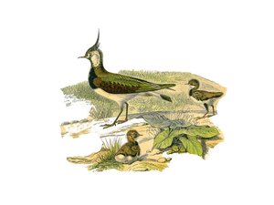 Placa de Historia Natural: Tabla zoológica que representa a los zancudos longirostros (con picos largos y delgados): el cordero y su cría. Placa extraída de los nueve volúmenes sobre aves en “Obras completas de Buffon” escritas por el naturalista Georges L de Edouard Travies
