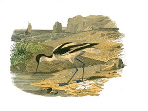 Placa de historia natural: Tabla zoológica que representa zancudas longirostras de Edouard Travies