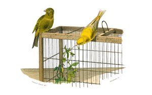 Lámina de historia natural: Lámina zoológica que representa paseriformes conirrostros (pico cónico). Las Islas Canarias. Lámina extraída de los nueve volúmenes sobre aves en 
