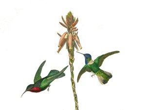 Placa de Historia Natural: Tabla zoológica que representa paseriformes conirostros (pico cónico). Colibrí granate y ave mosca Jacobina. Placa extraída de los nueve volúmenes sobre aves en “Obras completas de Buffon” escritas por el naturalista Georges Loui
