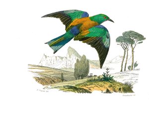 Placa de Historia Natural: Tabla zoológica que representa paseriformes conirostros (pico cónico). El Rollier de Europa. Placa extraída de los nueve volúmenes sobre aves en “Obras completas de Buffon” escritas por el naturalista Georges Louis Leclerc, Conde de Edouard Travies