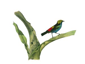 Tabla de historia natural: Tabla zoológica que representa a los paseriformes con pico cónico. Placa extraída de los nueve volúmenes sobre aves en 