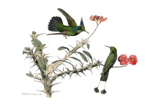 Tablero zoológico que representa paseriformes conirostros (pico cónico). El pájaro mosca abubilla y el pájaro mosca raqueta. Lámina extraída de los nueve volúmenes sobre aves en 