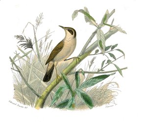 Tabla de historia natural: Tabla zoológica que representa paseriformes conirostros (pico cónico). El jilguero. Lámina extraída de los nueve volúmenes sobre aves en “Obras completas de Buffon” escritas por el naturalista Georges Louis Leclerc, Conde de Buff de Edouard Travies