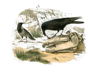 Tabla de historia natural: Tabla zoológica que representa paseriformes conirostros (pico cónico). El cuervo. Lámina extraída de los nueve volúmenes sobre aves en “Obras completas de Buffon” escritas por el naturalista Georges Louis Leclerc, Conde de Buffon de Edouard Travies