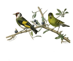Tablero de historia natural: Tablero zoológico que representa paseriformes conirostros de Edouard Travies