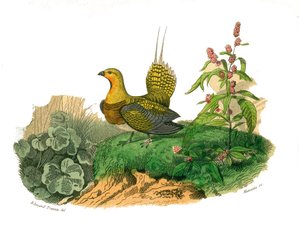 Historia natural: Tabla zoológica que representa gallináceas: ganga. Lámina extraída de los nueve volúmenes sobre aves en 