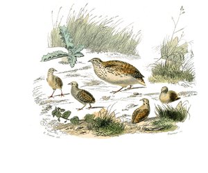 Lámina de historia natural: Lámina zoológica que representa gallináceas: codorniz. Lámina extraída de los nueve volúmenes sobre aves en 