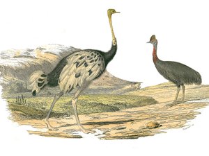 Tabla de historia natural: Tabla zoológica que representa a las zancudas: avestruz y casuario. Placa extraída de los nueve volúmenes sobre aves en 