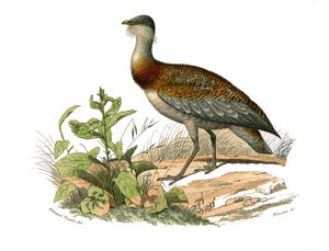 Tabla de historia natural: Tabla zoológica que representa a las zancudas: la avutarda. Placa extraída de los nueve volúmenes sobre aves en 
