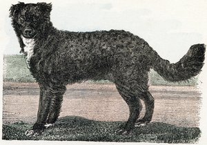 Terranova, Terranova - " El alfabeto ilustra los animales" siglo XIX (grabado) de Edouard Travies