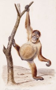 Orangután, 1836