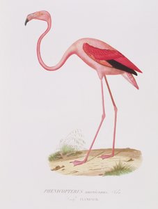 Phenicopterus americanus (Flamenco) grabado por Fournier, pub. por Bougeard de Edouard Travies