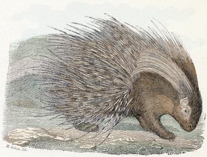 Epopeya del cerdo (porc-epic) - " Alfabeto ilustra animales" Siglo XIX (grabado)