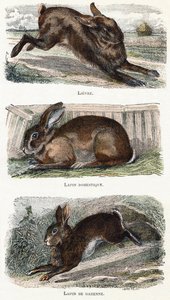 Conejos- " Alfabeto ilustra animales" Siglo XIX (grabado)