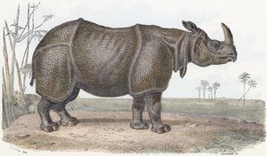 Rinoceronte - " Alfabeto ilustra animales" siglo XIX (grabado) de Edouard Travies