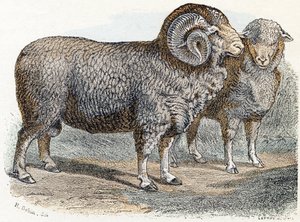 Oveja- " Alfabeto ilustra animales" siglo XIX (grabado)