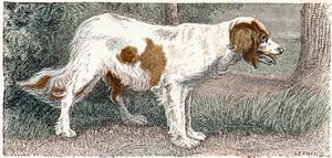 Spagneul (perro)- " Alfabeto ilustra animales" siglo XIX (grabado)