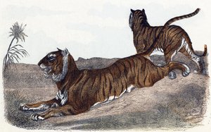 Tigres - " Alfabeto ilustra animales" siglo XIX (grabado)